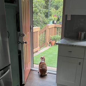 Screen Door for Cat